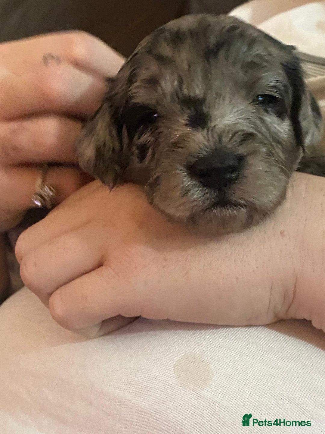 Cavapoochon dogs for sale: 6 cavapooschon puppies ready to go 18th January  - Advert 20