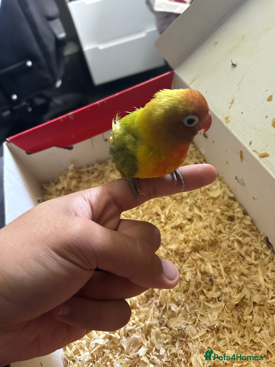 Lovebirds birds for sale: Tamed Baby Lovebird - Image 1