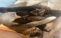 Mixed Breed cats for sale: 11 week old male kitten  - Image 3