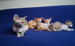 Devon Rex cats for sale: Adorable Devon Rex kittens for sale! - Image 8