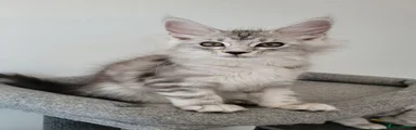 Maine Coon 5