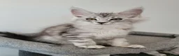 Maine Coon cats for sale: Tica registered maine coon kittens  - Advert 31