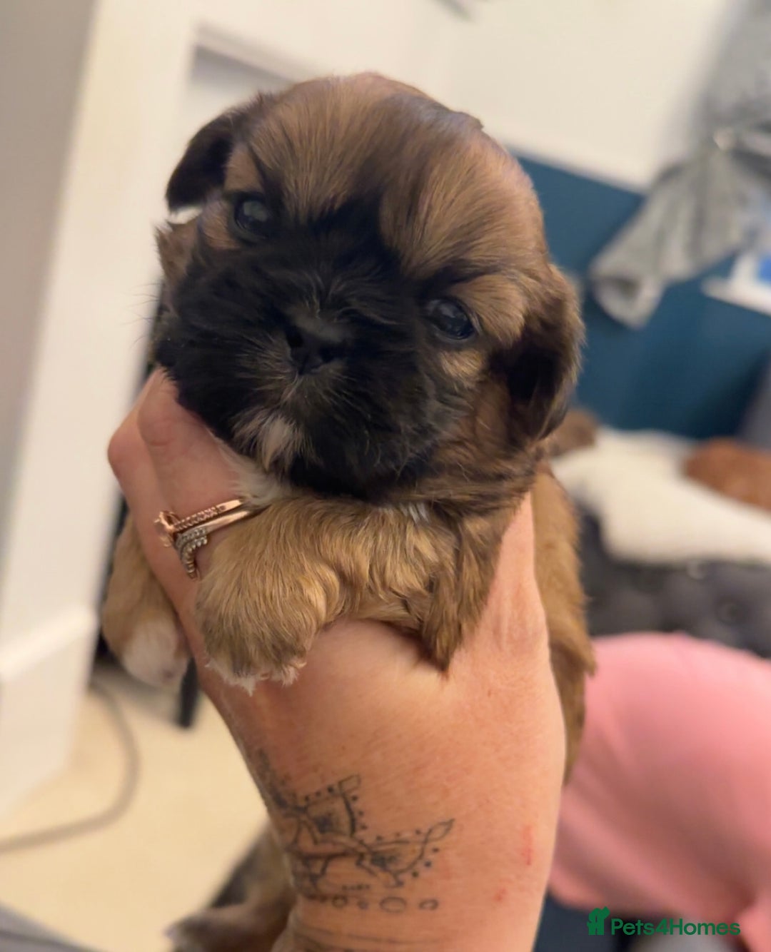 Shih Tzu dogs for sale: Stunning imperial shih tzu puppies  - Advert 29