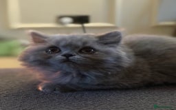 British Shorthair cats for sale: READY COLLECTION THIS WEEKEND! Bsh babies  - Image 31
