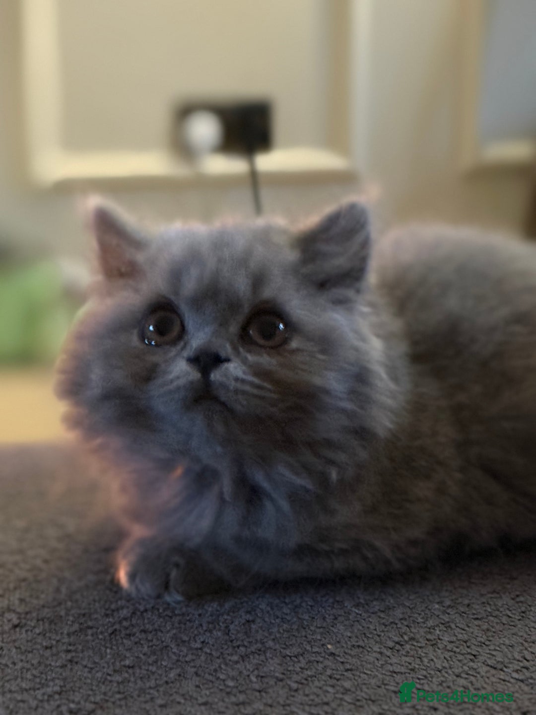 British Shorthair cats for sale: READY COLLECTION THIS WEEKEND! Bsh babies  - Image 31