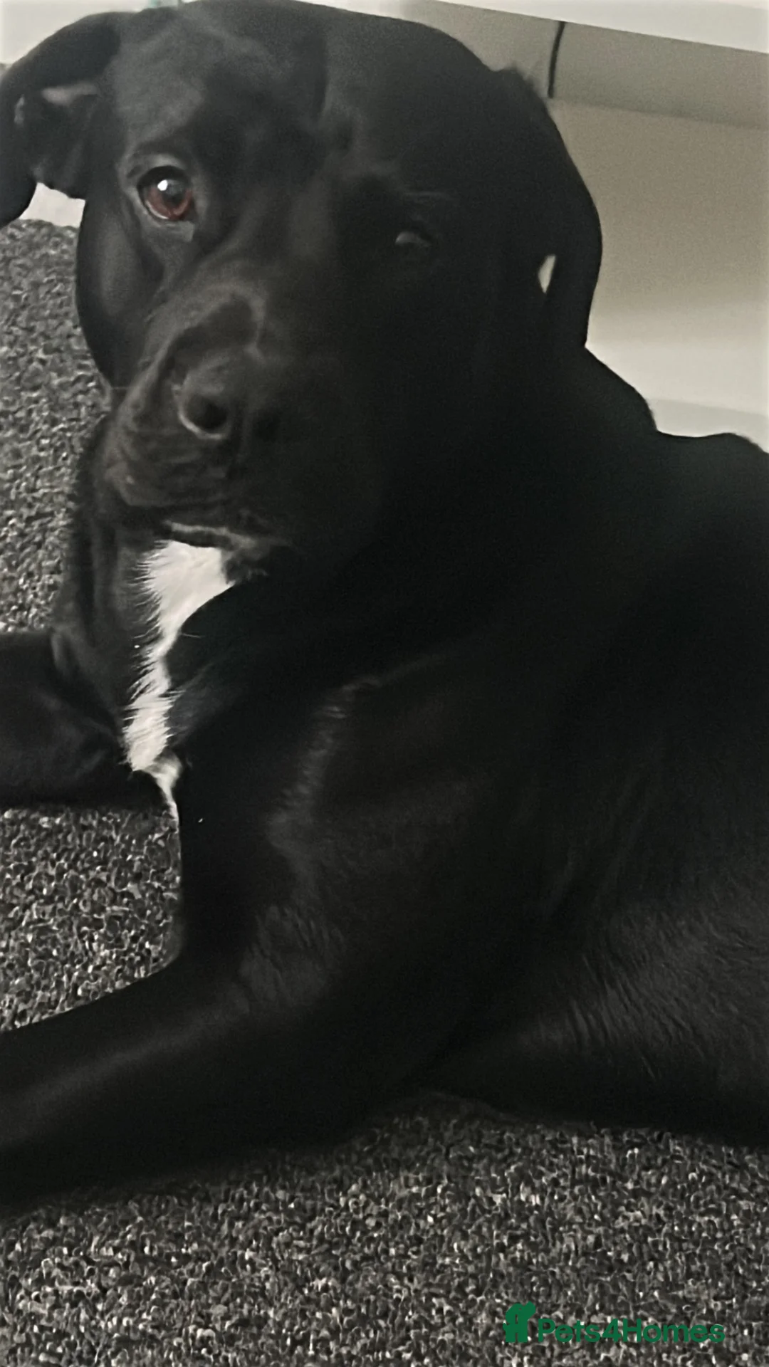 Mixed Breed dogs for sale: Pressa x olde English bull dog in Leicester - Advert 1