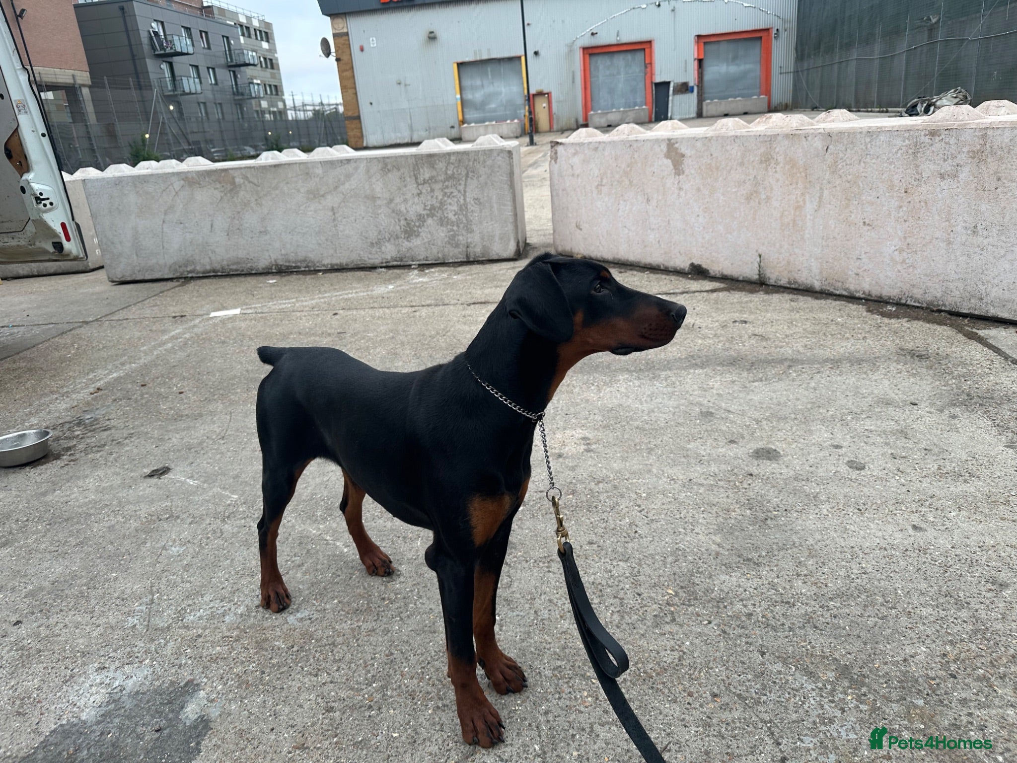 Dobermann dogs Beautiful 9 Month Old Female Doberman - Advert 10