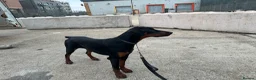 Dobermann dogs for sale: Beautiful 8 Month Old Female Doberman - Advert 1