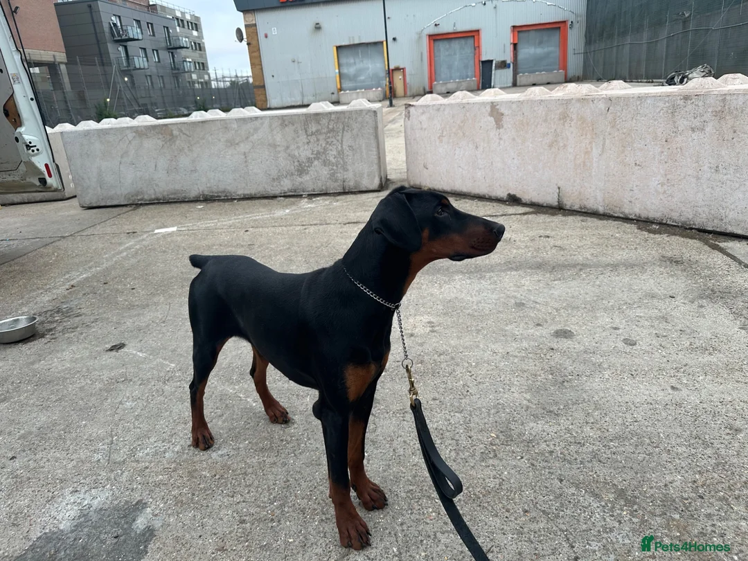 Dobermann dogs for sale: Beautiful 8 Month Old Female Doberman - Advert 1
