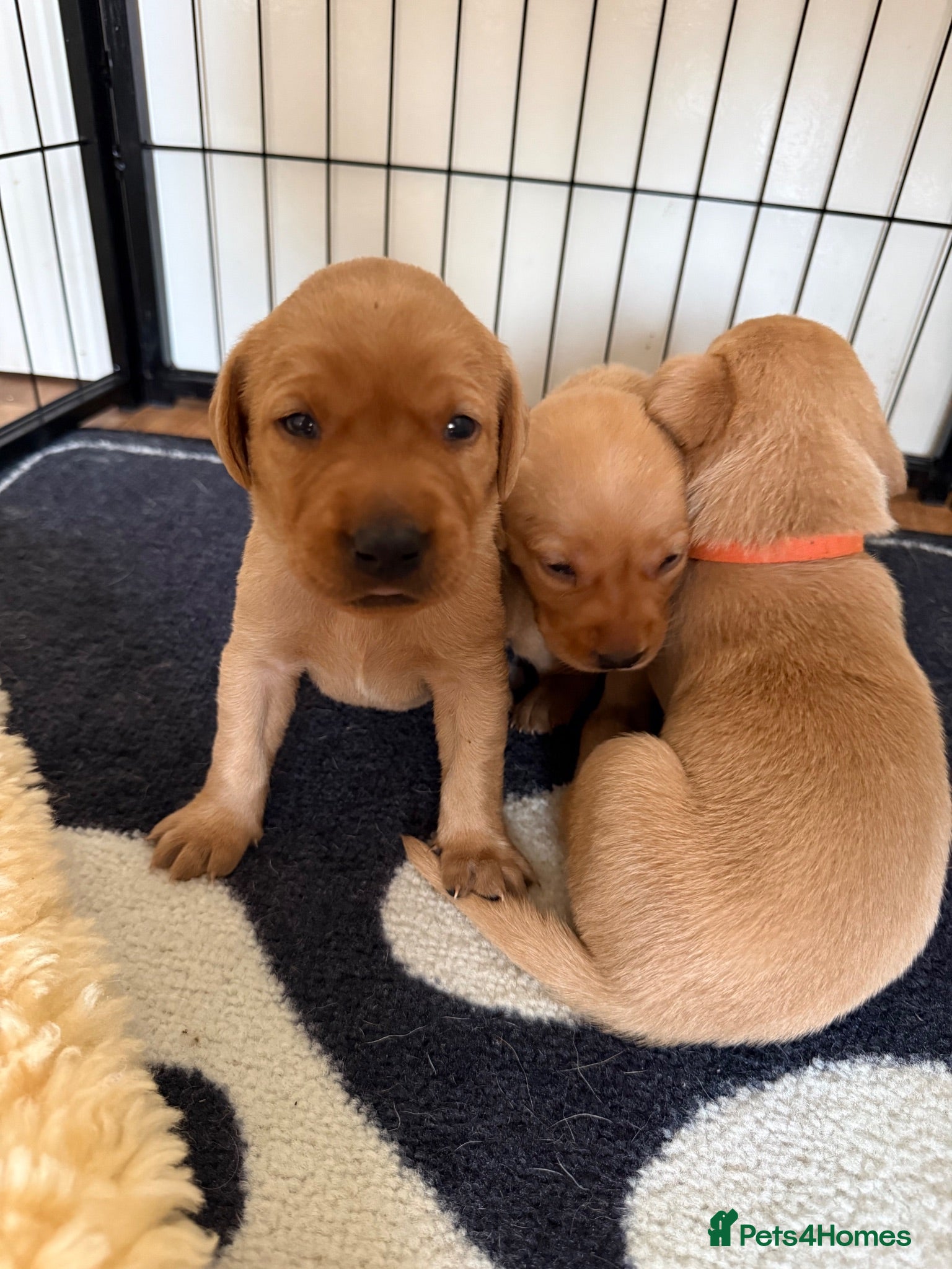 Labrador Retriever dogs Beautiful fox red Labrador puppies  - Advert 1