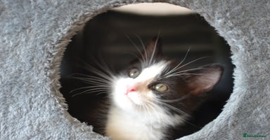 Mixed Breed cats - Advert 9