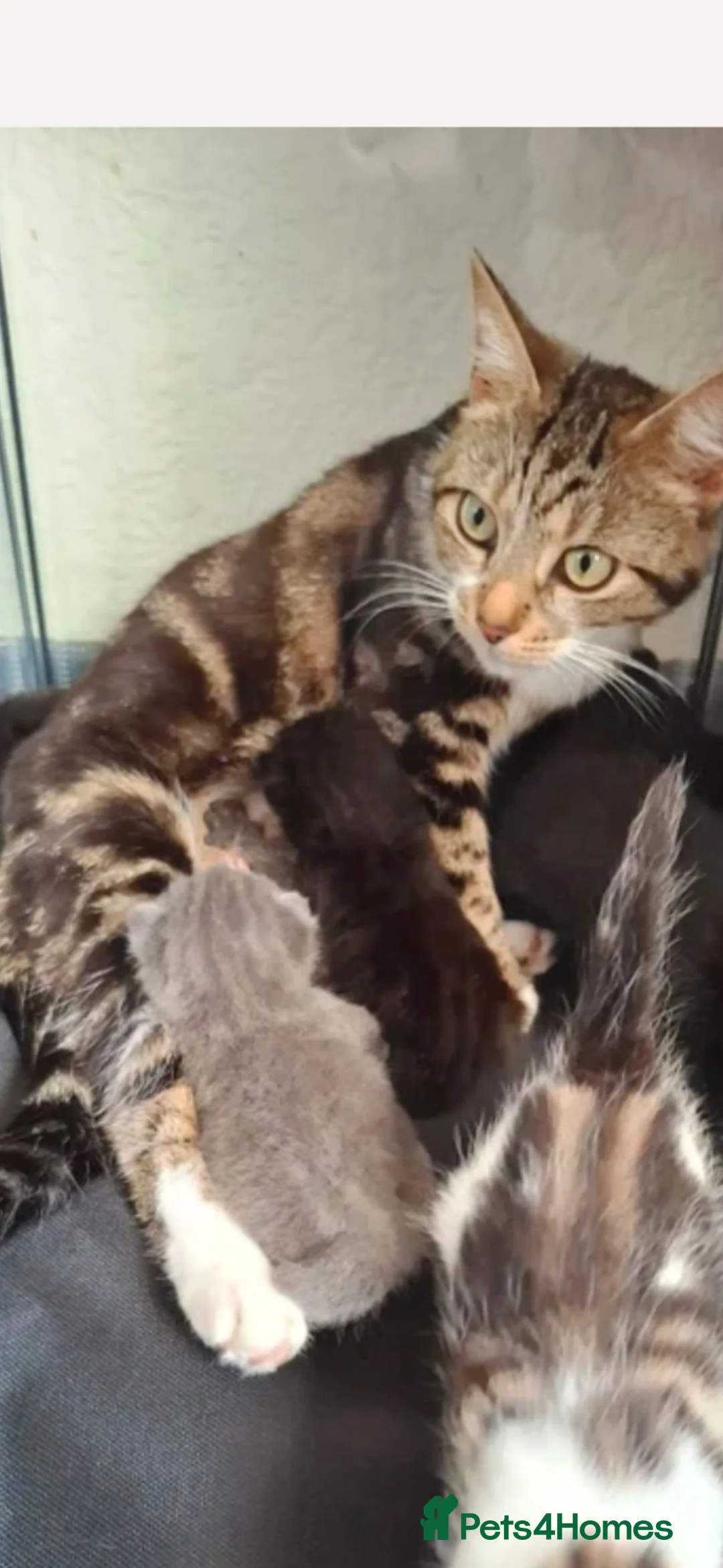 Mixed Breed cats for sale: 5 beautiful black kittens ready to leave  - Advert 1