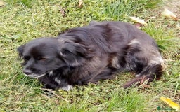 Mixed Breed dogs for adoption: TARRA, a beautiful & gentle girl for a Loving Home - Image 2