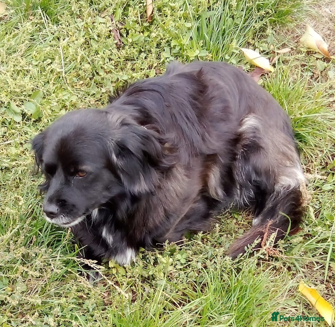 Mixed Breed dogs for adoption: TARRA, a beautiful & gentle girl for a Loving Home - Image 2