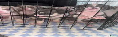 American Bully 9