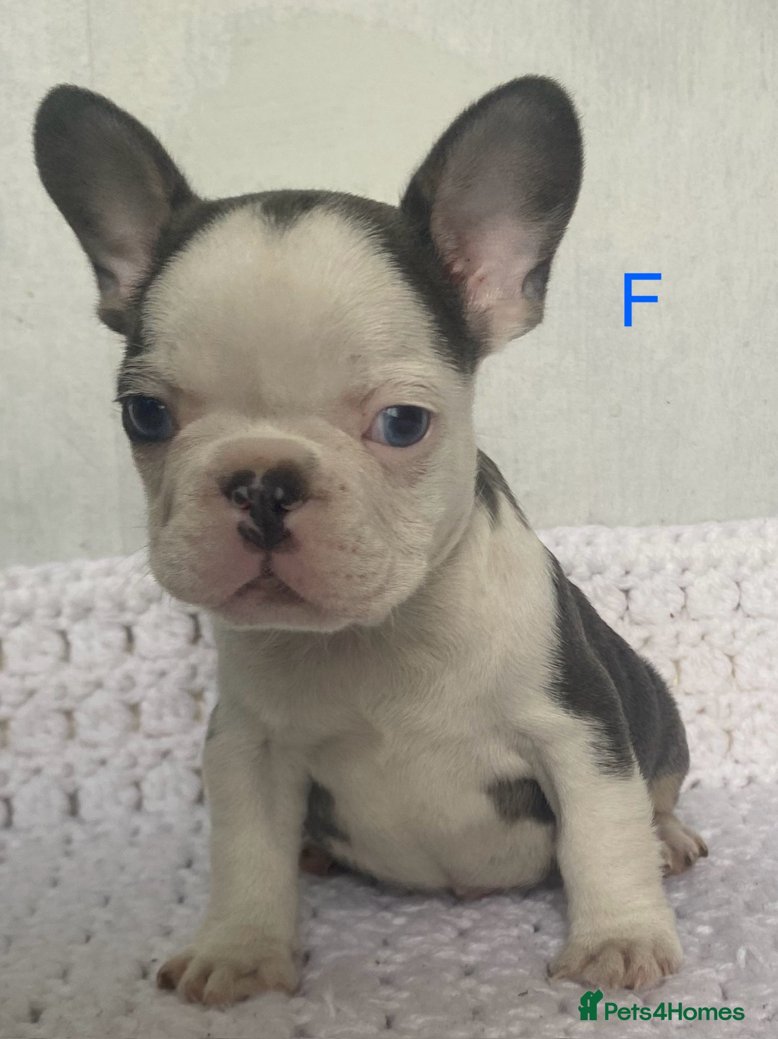 French Bulldog dogs French bulldog puppies - 3 boys/3 girls - Advert 7