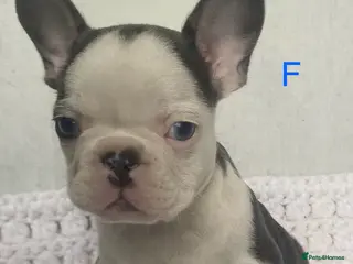 French Bulldog dogs French bulldog puppies - 3 boys/3 girls - Advert 7
