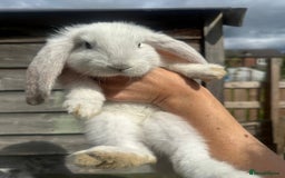 French Lop rabbits for sale: Last little girl looking for a forever home 💗 - Image 4