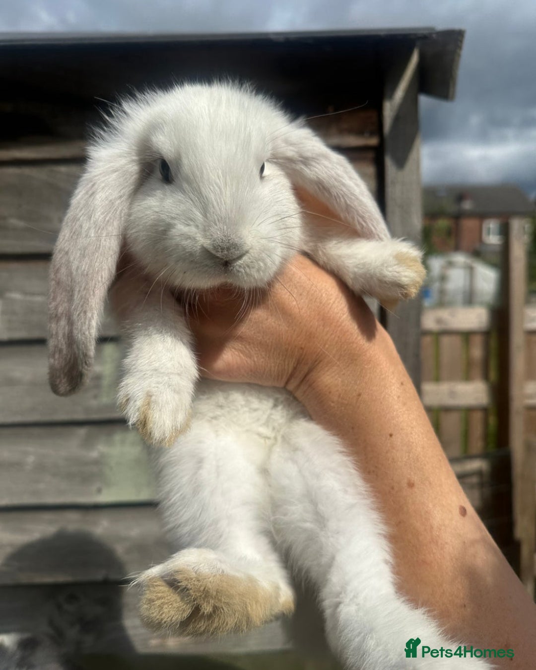 French Lop rabbits for sale: Last little girl looking for a forever home 💗 - Image 4