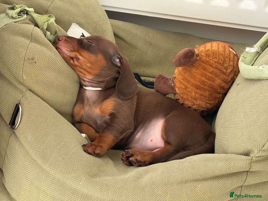 Miniature Dachshund dogs for sale: 🐾🤎 3 BEAUTIFUL MINIATURE DACHSHUND PUPPIES 🤎🐾 - Advert 10