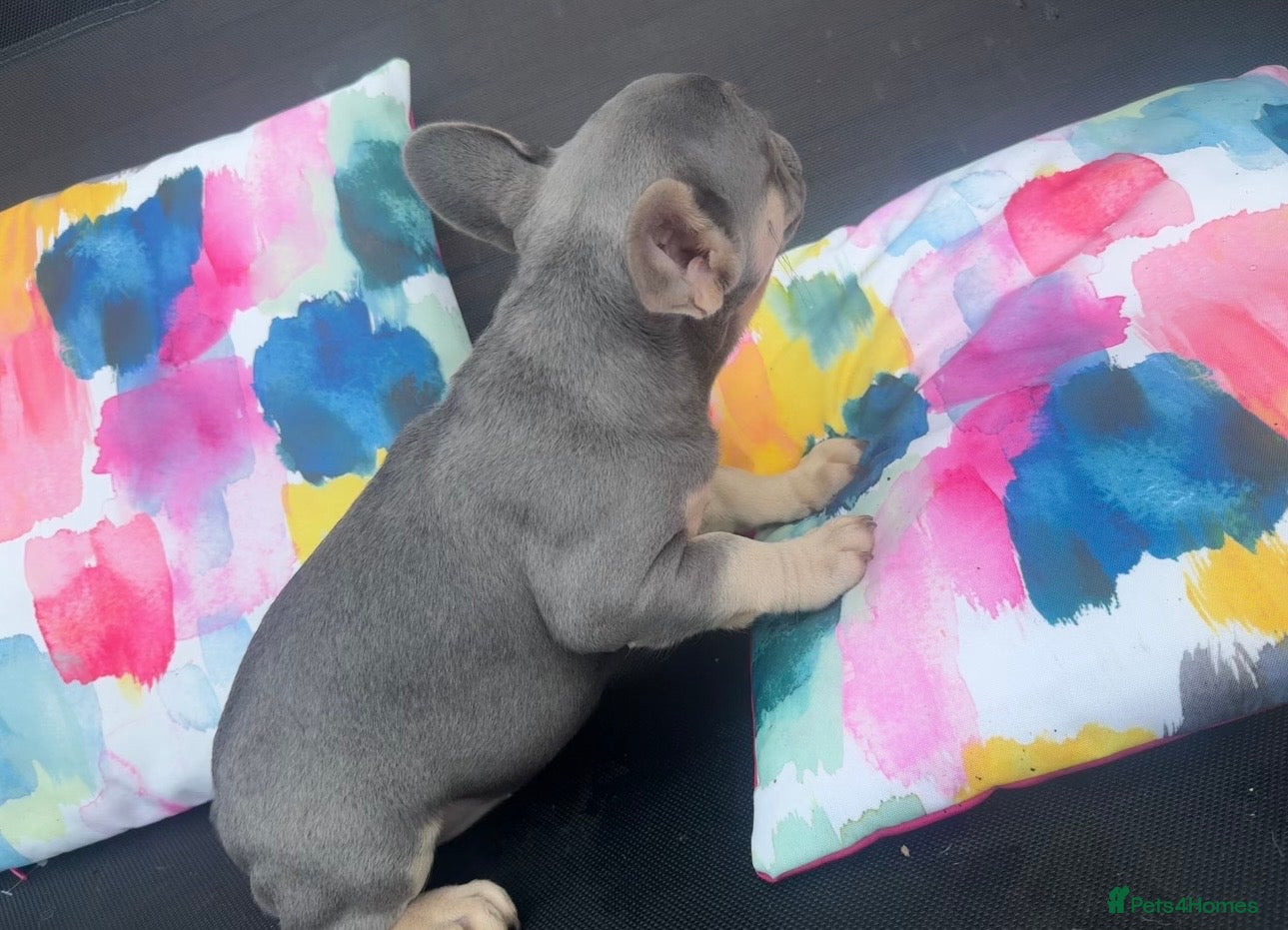 French Bulldog dogs for sale: Frenchie Puppies Ready to go now  in Halesowen - Advert 12