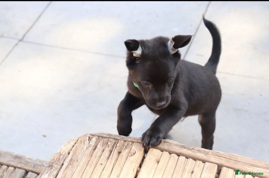 Mexican Hairless dogs for sale: 1 Stunning coated boy.mini size. - Advert 2