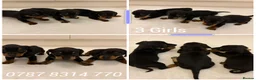 Miniature Dachshund dogs for sale: Dachshund Puppys 8 available  - Advert 6