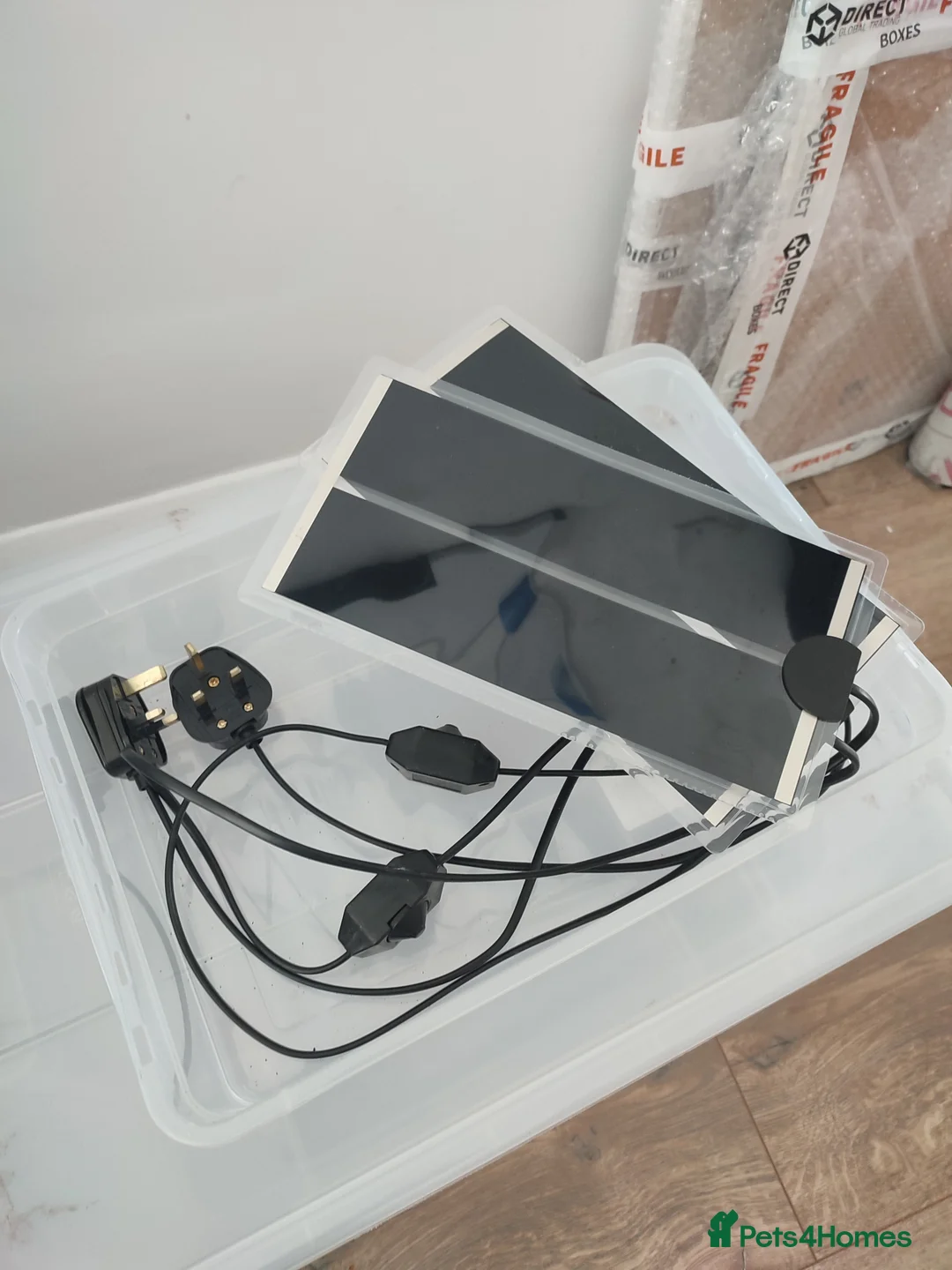 Tarantulas invertebrates for sale: MM “Sabah Blue” & ACCESSORY BUNDLE - Advert 18