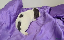 English Springer Spaniel dogs for sale: KC clear DNA vax vetted Springer Pups - Image 14