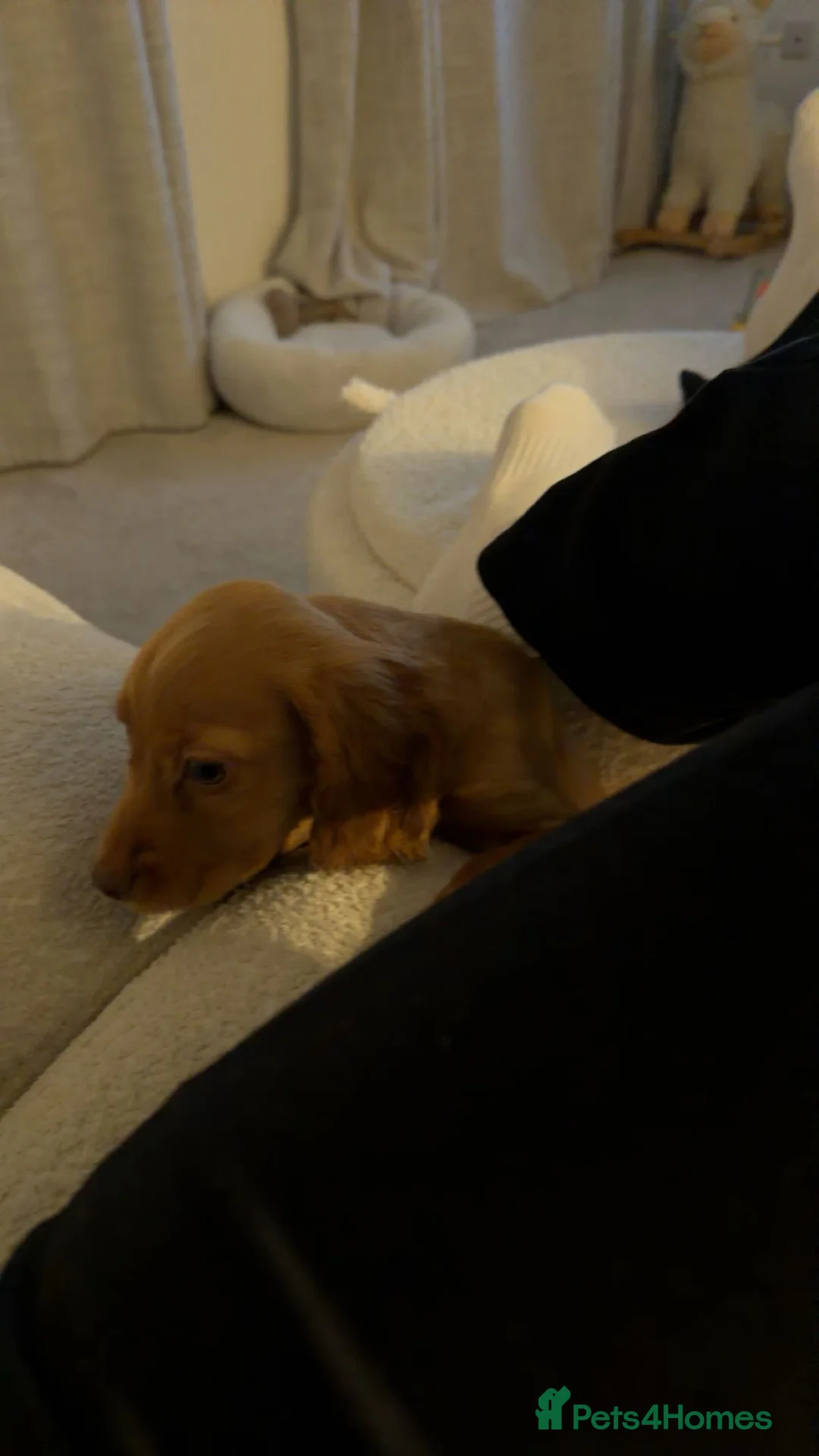 Cocker Spaniel dogs for sale: 13 week old male cocker spaniel pup - Advert 6