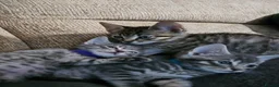 Mixed Breed cats for sale: Adorable Grey kittens for sale  - Advert 8