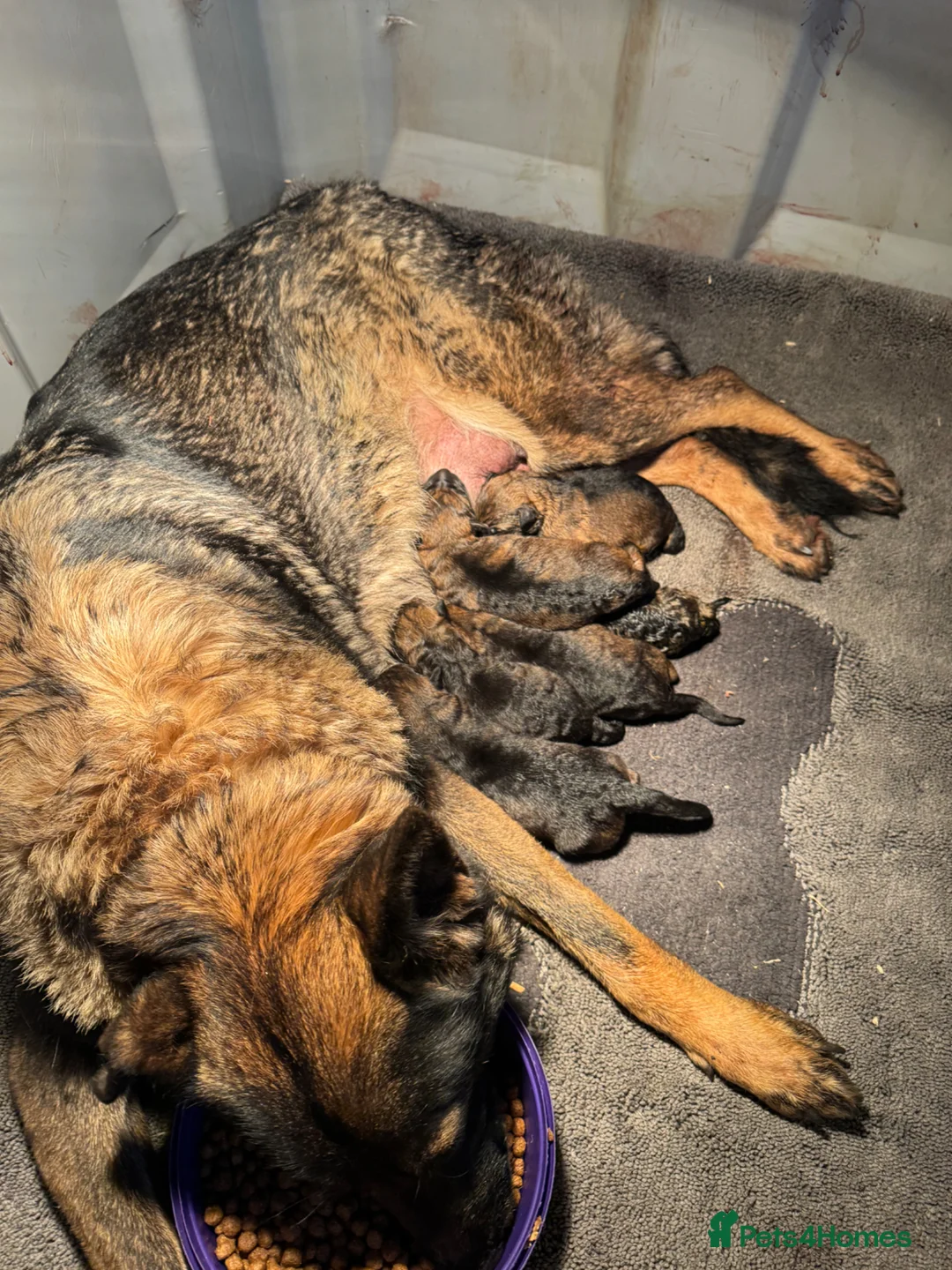 German Shepherd dogs for sale: 🤩 5 gorgeous German Shepherd pups  in Crewe - Advert 1