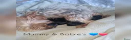 Yorkshire Terrier dogs for sale: F1 stunning purebred yorkshire terriers pup's ❤️💙 - Advert 9