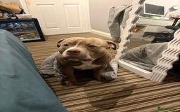 American Bully dogs for sale: Pocket bully 2 years old  - Image 4