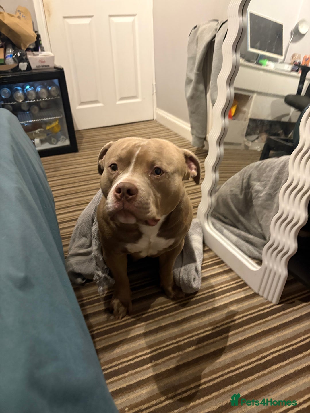 American Bully dogs for sale: Pocket bully 2 years old  - Image 4