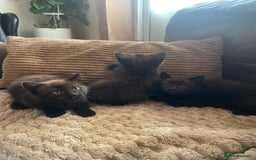 Mixed Breed cats for sale: BLACK KITTENS - Image 9