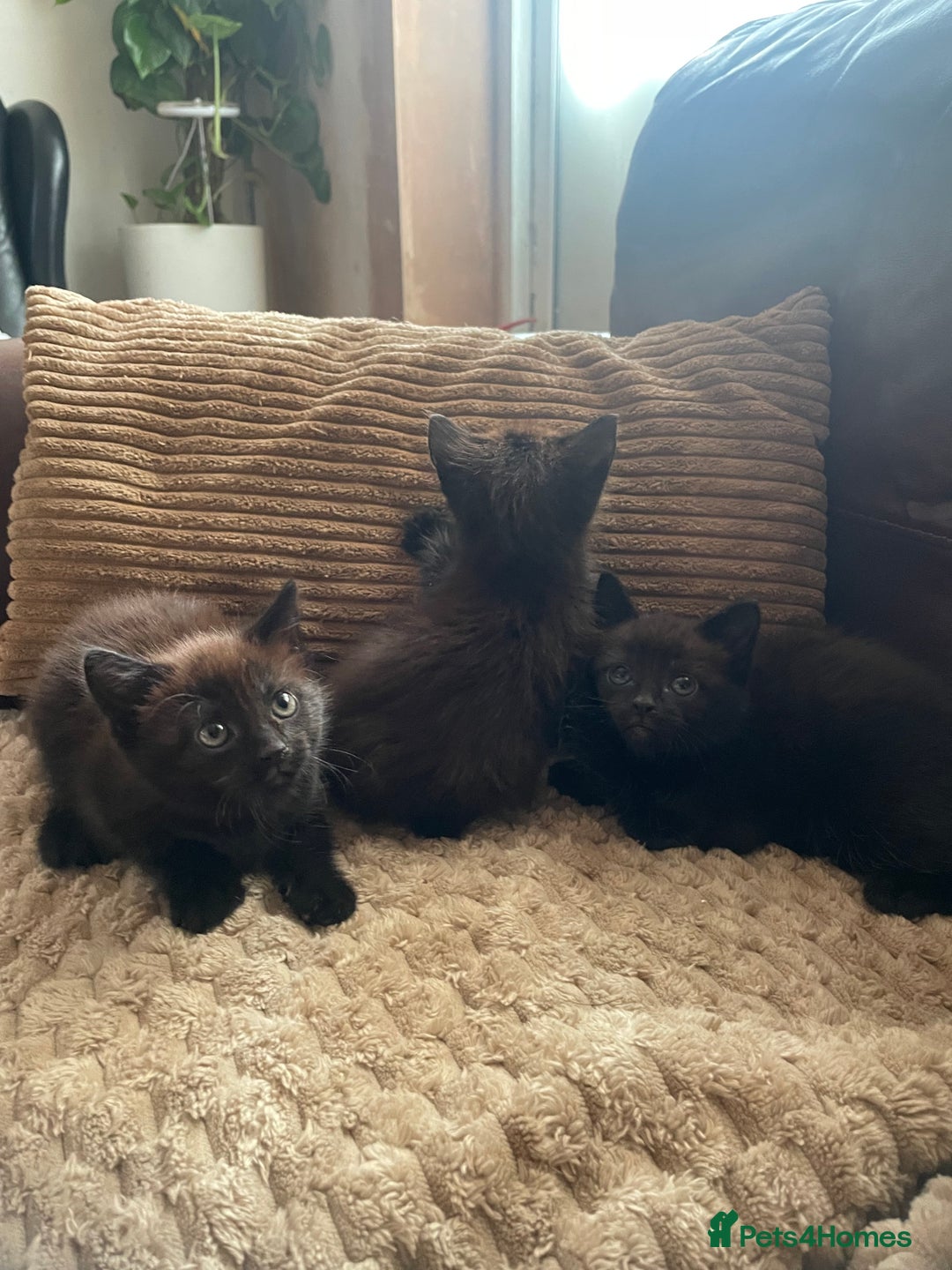 Mixed Breed cats for sale: BLACK KITTENS - Image 9