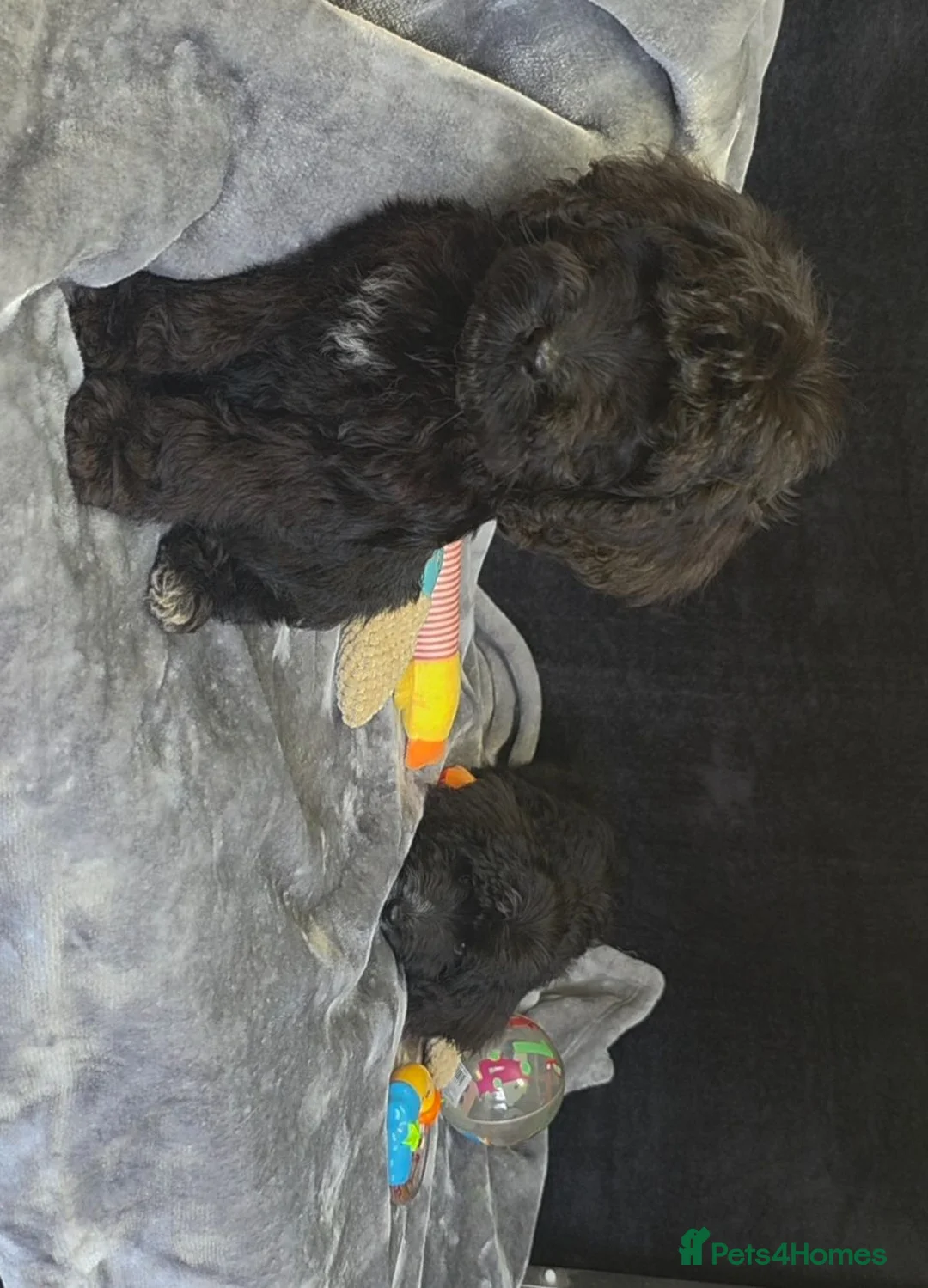 Cockapoo dogs for sale: Adorable cockapoo puppys READY NOW  - Advert 15