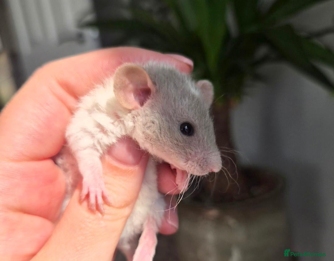 Rat rodents Only 2 Girls Left Beautiful Dumbo Ratties - Advert 8