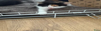 Brazilian Shorthair Kitten 4
