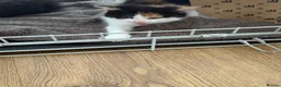 Brazilian Shorthair cats for sale: Beautiful Brazilian Shorthair kittens - Advert 13