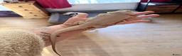 Bearded Dragon reptiles for sale: Zero leatherback bearded dragon and set up in Blaenau Ffestiniog - Advert 10