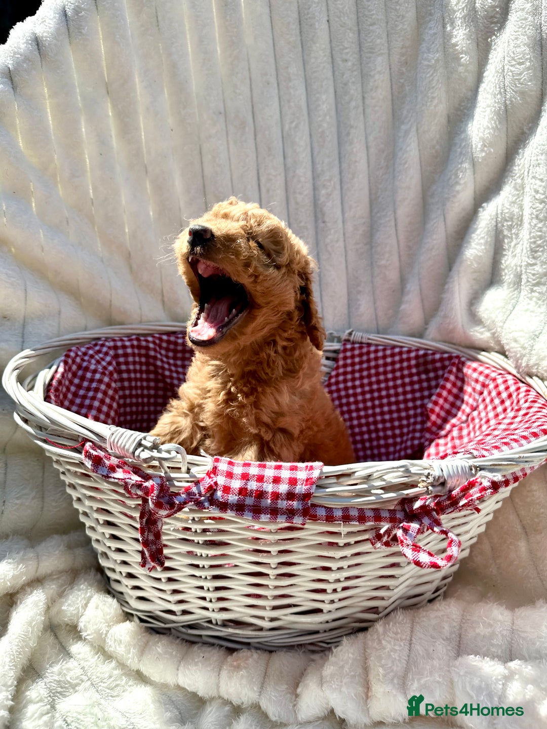 Cockapoo dogs for sale: Mini Cockapoo Puppies Kent - Image 33