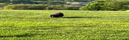 French Bulldog dogs for sale: Female French bulldog  - Advert 4