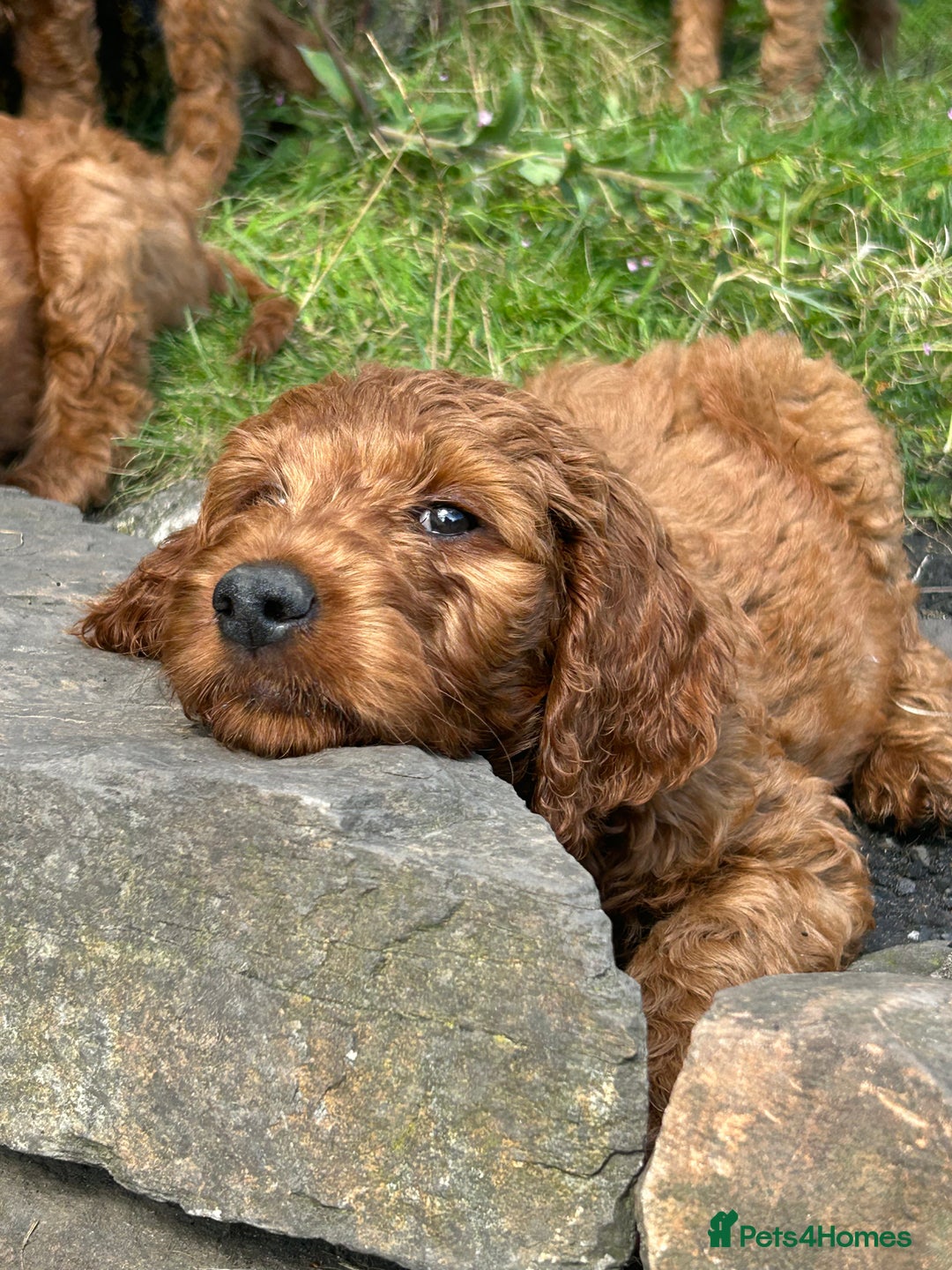 Irish Doodle dogs for sale: Irish doodles - Image 33