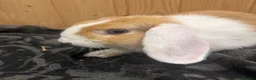Mini Lion Lop rabbits for sale: Baby Rabbits for sale  - Advert 35