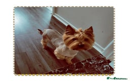 Yorkshire Terrier dogs for sale: Yorkshire terrier puppies (3 girls) - Image 11