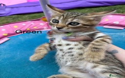 Bengal cats for sale: Beautiful litter of spotted Bengal kittens - Ready - Image 2