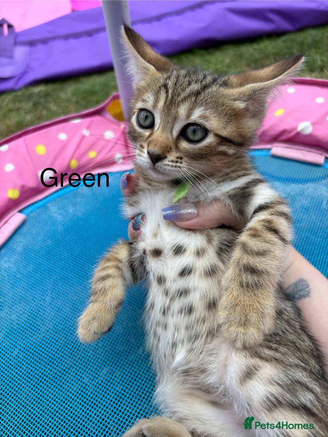 Bengal cats for sale: Beautiful litter of spotted Bengal kittens - Ready - Image 2