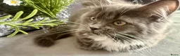 Mixed Breed cats for sale: Ragdoll/Persian kittens - Advert 3